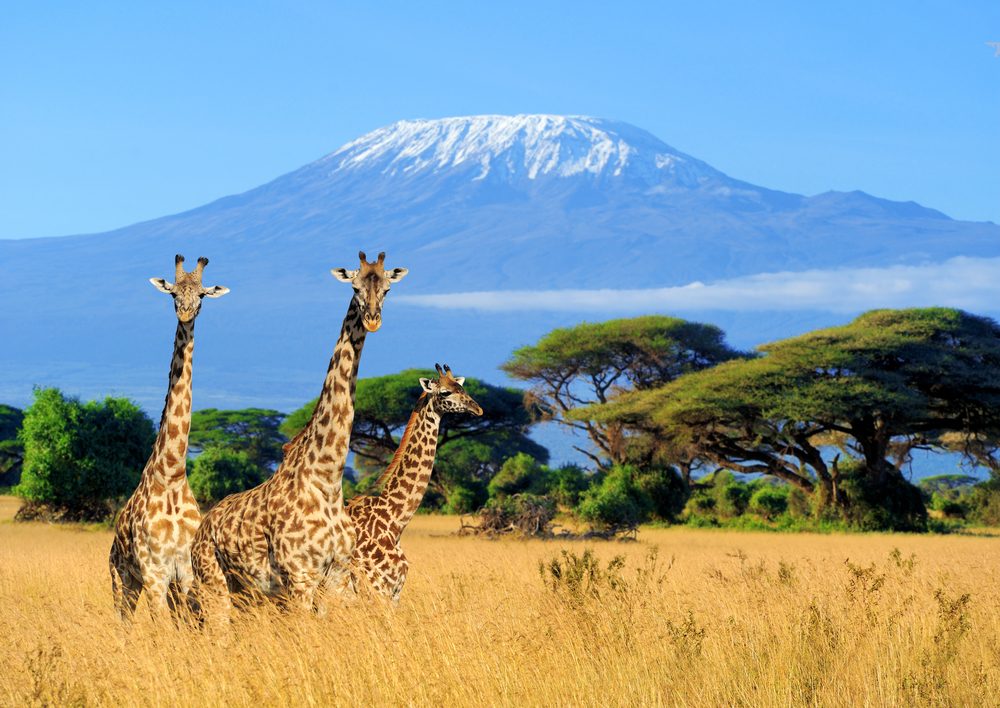 Mount Kilimanjaro Trek