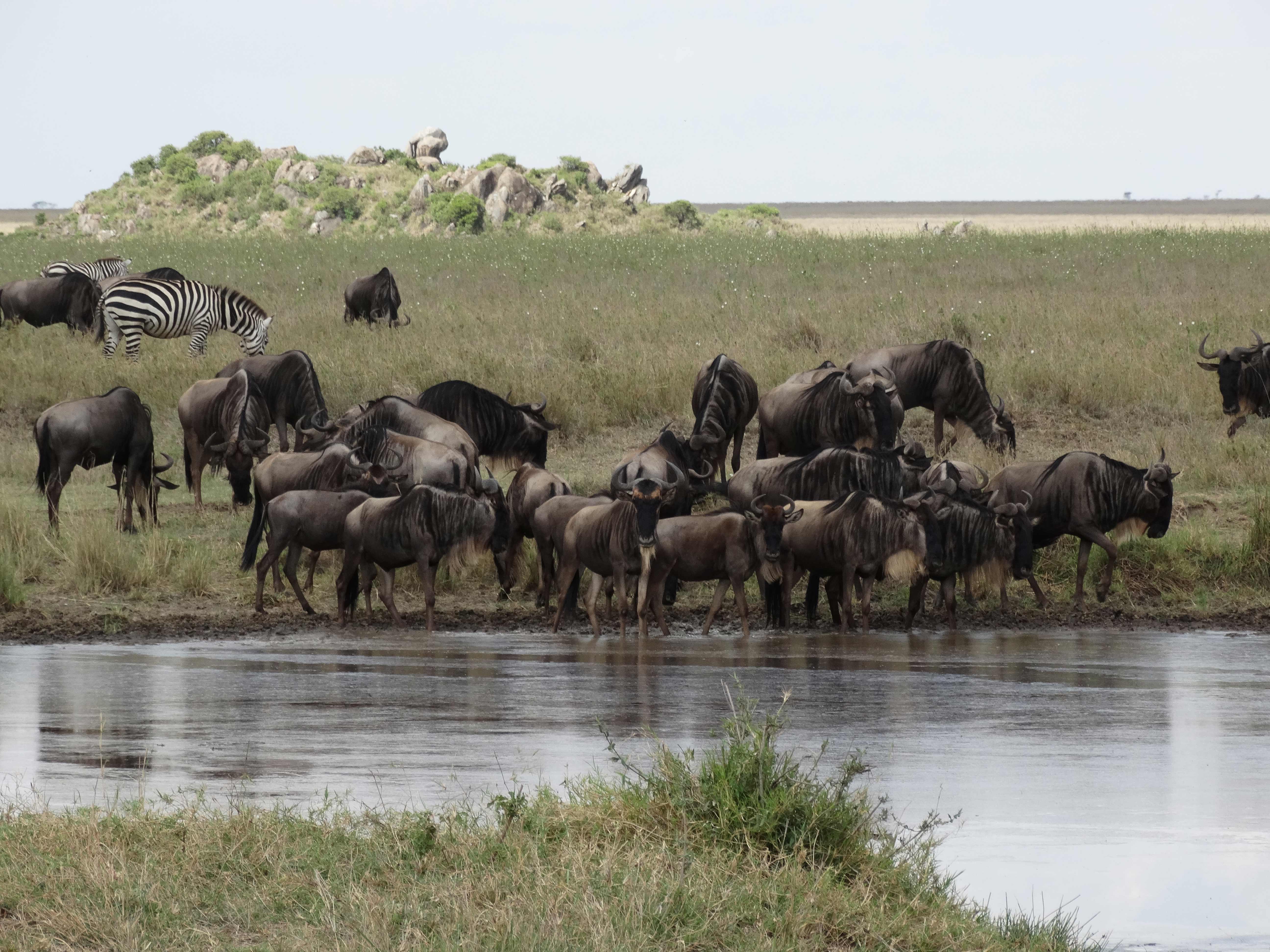 Africa Tangose Safaris Adventure