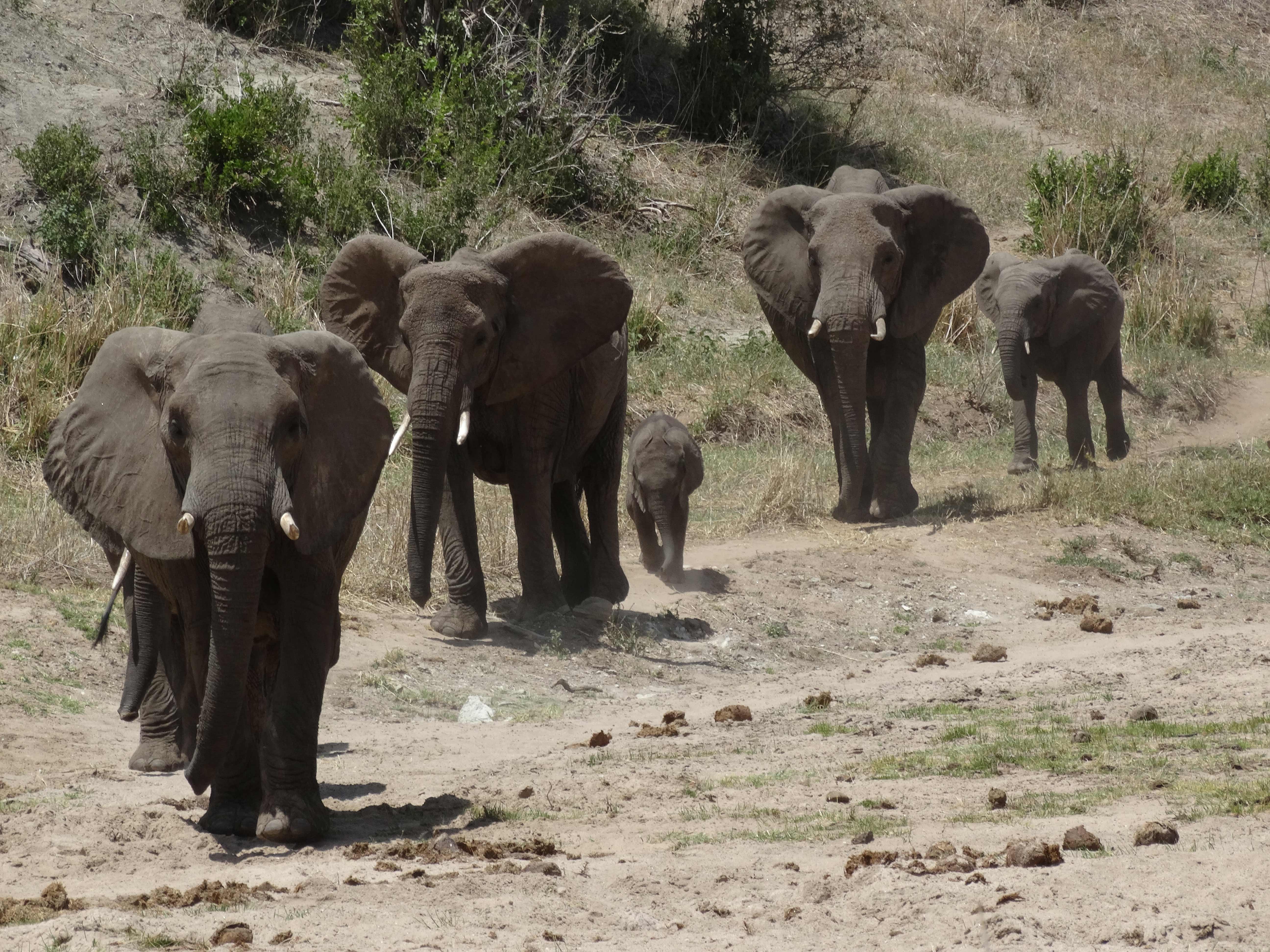 Africa Tangose Safaris Zanzibar Beach